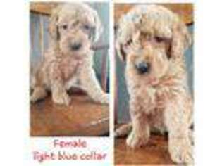 Goldendoodle Puppy for sale in Gouverneur, NY, USA
