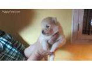 Pomeranian Puppy for sale in Port Richey, FL, USA