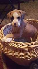 Boxer Puppy for sale in Lowell, MA, USA