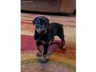 Doberman Pinscher Puppy for sale in Napoleon, OH, USA