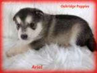 Alaskan Malamute Puppy for sale in Brazil, IN, USA