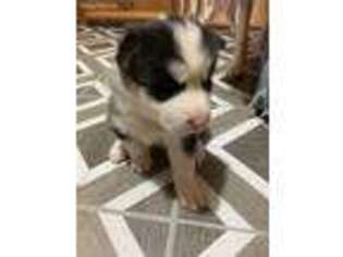 Siberian Husky Puppy for sale in Broomfield, CO, USA