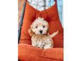 Goldendoodle Puppy for sale in Saint Joe, IN, USA