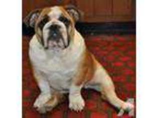 Bulldog Puppy for sale in FAIRMONT, WV, USA