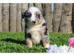 Australian Shepherd Puppy for sale in Utica, OH, USA