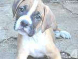 Boxer Puppy for sale in LOVELAND, CO, USA
