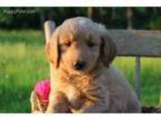 Goldendoodle Puppy for sale in Mifflinburg, PA, USA