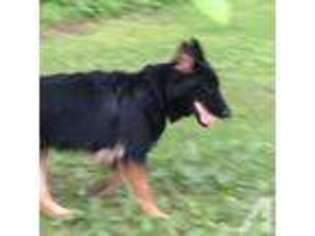 German Shepherd Dog Puppy for sale in MINERAL, VA, USA