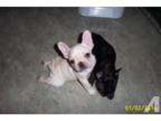 French Bulldog Puppy for sale in SAINT HELENS, OR, USA