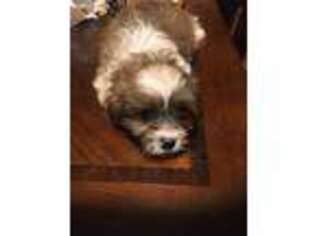 Lhasa Apso Puppy for sale in Jacksonville, AR, USA