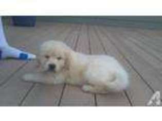 Golden Retriever Puppy for sale in DEER RIVER, MN, USA