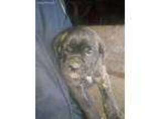 Mastiff Puppy for sale in Montgomery, MI, USA