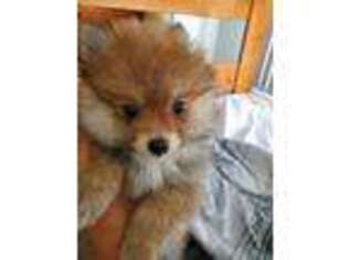 Pomeranian Puppy for sale in Oakland, CA, USA