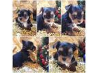 Yorkshire Terrier Puppy for sale in Idabel, OK, USA