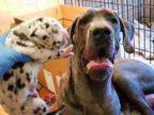 Great Dane Puppy for sale in Bel Air, MD, USA