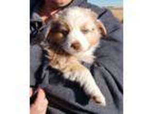 Miniature Australian Shepherd Puppy for sale in Snyder, CO, USA