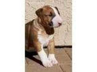 Bull Terrier Puppy for sale in Peoria, AZ, USA