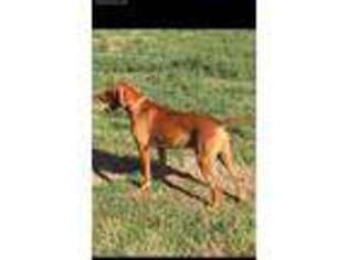 Vizsla Puppy for sale in Purcell, OK, USA