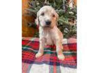 Goldendoodle Puppy for sale in Little Falls, NY, USA