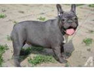 French Bulldog Puppy for sale in DANBURY, CT, USA