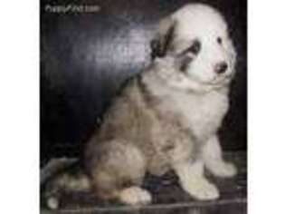 German Shepherd Dog Puppy for sale in Logansport, IN, USA