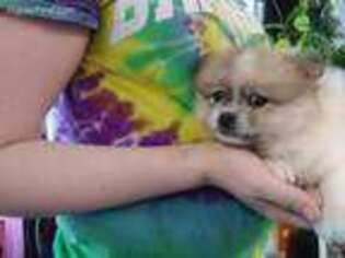 Pomeranian Puppy for sale in Mitchellville, IA, USA