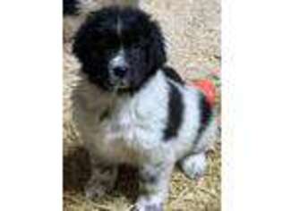 Newfoundland Puppy for sale in Sherwood, MI, USA