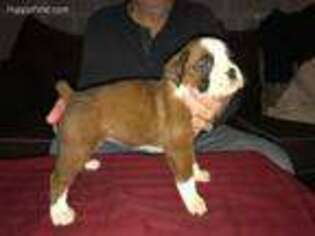 Boxer Puppy for sale in New Cumberland, PA, USA