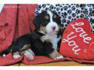 Bernese Mountain Dog Puppy for sale in Woodbury, PA, USA