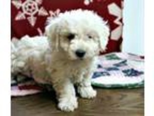 Bichon Frise Puppy for sale in Baileyville, KS, USA