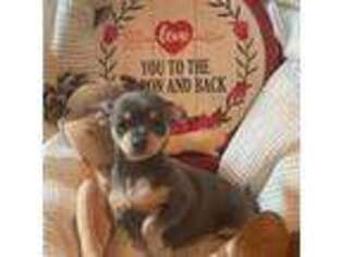 Chihuahua Puppy for sale in Norman, OK, USA