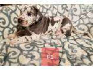 Great Dane Puppy for sale in Wichita, KS, USA
