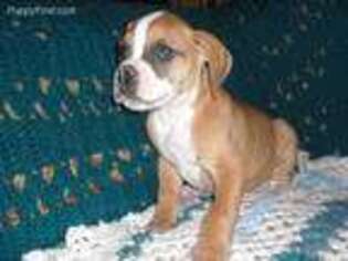 American Bulldog Puppy for sale in Florence, MS, USA