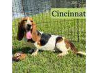 Basset Hound Puppy for sale in Nicholls, GA, USA