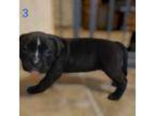 Mutt Puppy for sale in Frackville, PA, USA