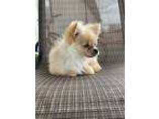 Pomeranian Puppy for sale in Adair, OK, USA