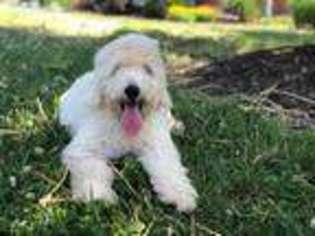 Goldendoodle Puppy for sale in Williamstown, KY, USA