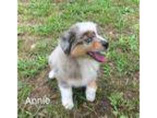 Australian Shepherd Puppy for sale in Albertville, AL, USA