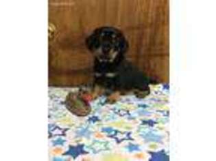 Dachshund Puppy for sale in Valdosta, GA, USA