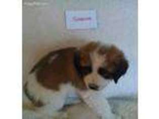 Saint Bernard Puppy for sale in Grand Junction, CO, USA