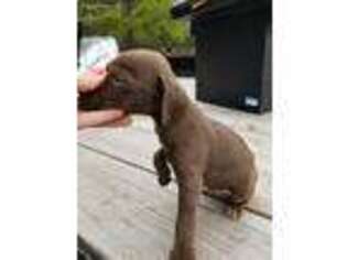 German Shorthaired Pointer Puppy for sale in Wray, GA, USA