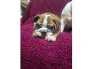 Bulldog Puppy for sale in Dayton, OH, USA