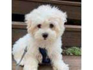 Maltese Puppy for sale in Spring Valley, NY, USA