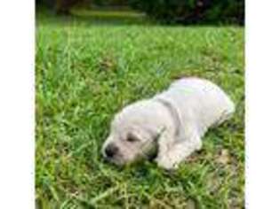 Mutt Puppy for sale in Troy, AL, USA
