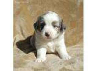 Miniature Australian Shepherd Puppy for sale in Alvarado, TX, USA