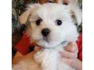 Maltese Puppy for sale in Heltonville, IN, USA