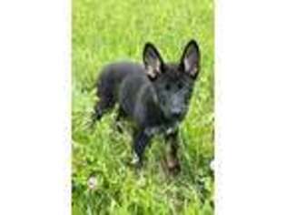 German Shepherd Dog Puppy for sale in Rochester, NY, USA