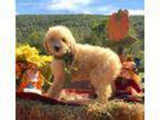 Goldendoodle Puppy for sale in Marshall, AR, USA