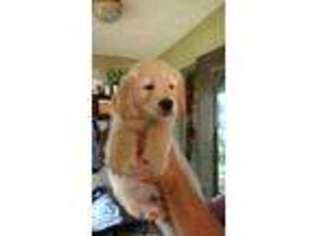 Mutt Puppy for sale in Winona Lake, IN, USA