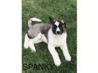 Akita Puppy for sale in Spokane, WA, USA